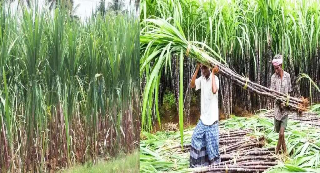 sugarcane prices
