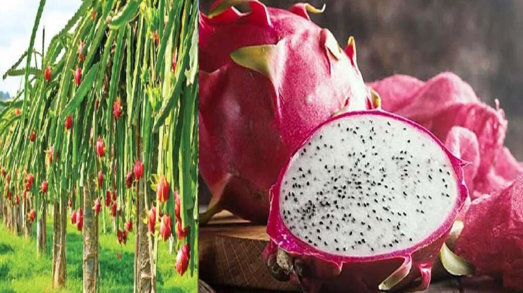 dragon fruit
