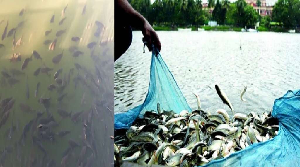 Fish Insurance Scheme